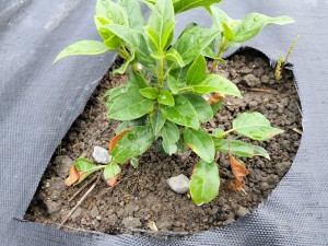 葉の端が茶色、または枯れる